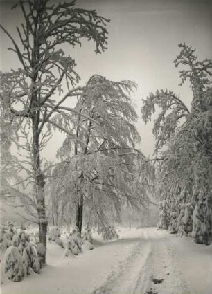 Osterzgebirge, Schwartenberggebiet. Verschneite Straße Seiffen - Deutschneudorf