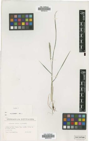 Eleusine indica (L.) Gaertn.