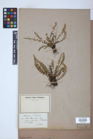 Asplenium trichomanes L.
