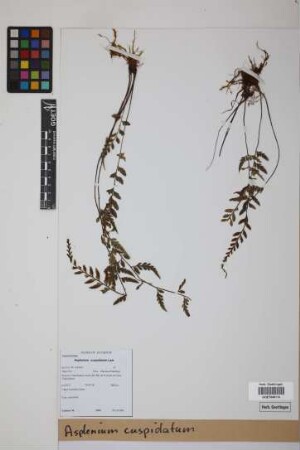 Asplenium cuspidatum Lam.