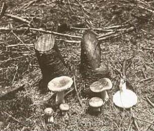 Stink-Täubling (Russula foetens)