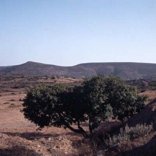 Chios Süd. Mastixbäumchen vor Pyrgi