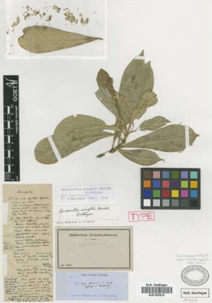 Croton wrightii Griseb. [type]