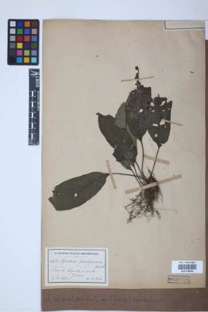 Aspidium plantagineum (Jacq.) Griseb.