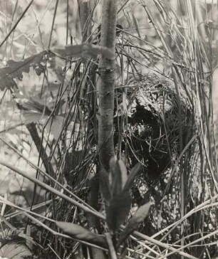 Haselmaus (Muscardinus avellanarius L.), Nest