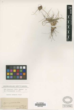 Cyperus patulus Kit