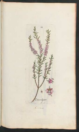 318. Erica vulgaris