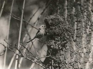 Schwanzmeise am Nest