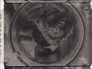 Rotationssinn von Octopus vulgaris (Cephalopoda)
