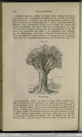 Fig. 119. Drachenbaum