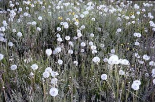 Wiese mit Pusteblumen (Löwenzahn) auf dem Rinken