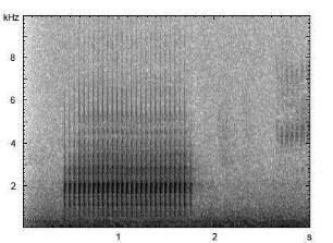 Kleinspecht | Dendrocopos minor - Trommeln