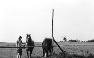 Hochkirch-Rodewitz. Erdholländer, Ansicht von Wawitz aus