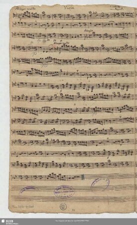 Viola