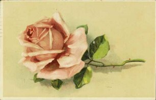 [Rose mit Dornen]