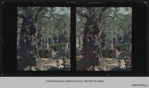 Garten Gethsemane
