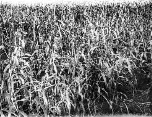 Ein Feld : Ein bestelltes Feld.