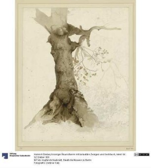 Knorriger Baumstamm mit belaubten Zweigen und Gesträuch