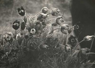 Sachsen. Kuhschelle (Pulsatilla vulgaris Mill.) Wachtelberg bei Wurzen