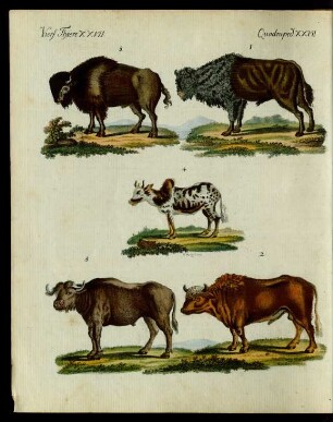Ochsen verschiedener Art.