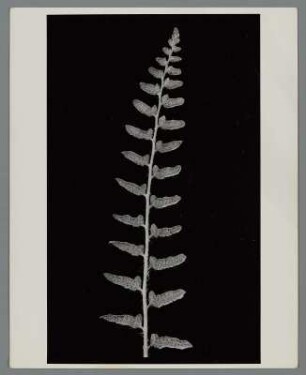 Amerikanischer Weihnachtsfarn, Zweig (Polystichum acrostichoides)