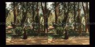 Schlosspark mit Denkmal für die Gefallenen der Schlacht von Chapultepec, Mexiko-Stadt