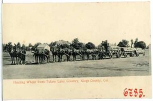 Kings County, Kalifornien. Hauling Wheat from Tulare Lake Country