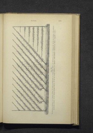 Fig. 395. Einseitige Palmetten mit schrägen Ästen...