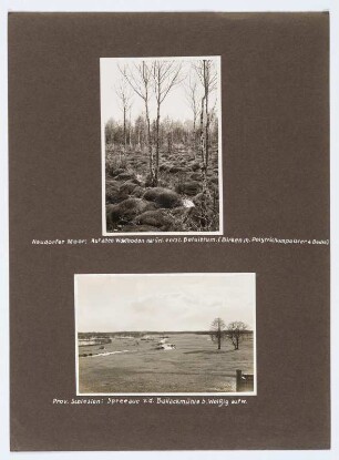 Referenzmappe 3/17 des Fotografen Walter Möbius : Mappenblatt 81 mit zwei Fotografien (Neudorfer Moor (Flachmoor) bei Wittichenau und Spreeaue von der Ballackmühle bei Weissig (heute Wysokie / Polen)