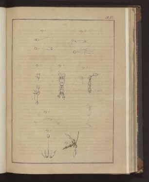Pl. 47. Fig. 1. bis Fig. 8.