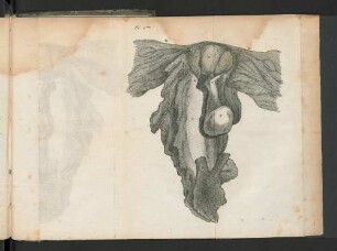 [Planche II.]