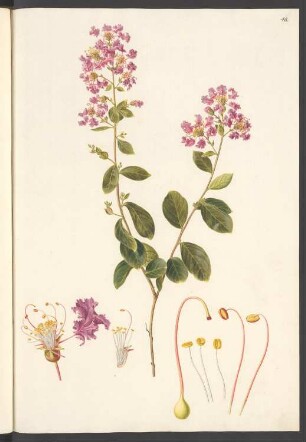 Lagerstroemia indica, Blatt 48