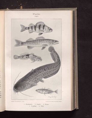 Fische Tafel I