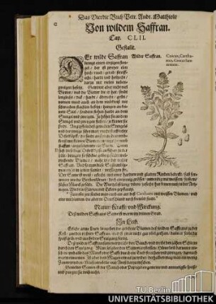 Cap. CLII. Von wildem Saffran.