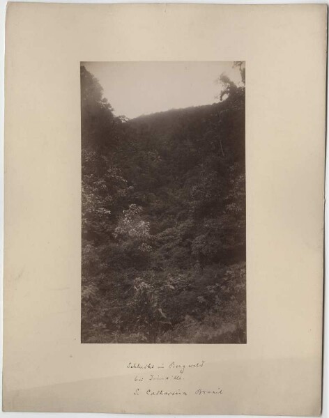 Gorge in the mountain forest near Joinville