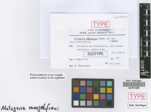 Metzgeria maegdefraui Kuwah. [isotype]