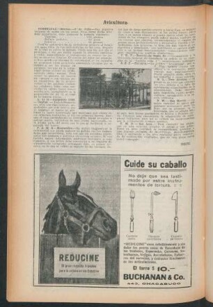 Avicultura : Consultas