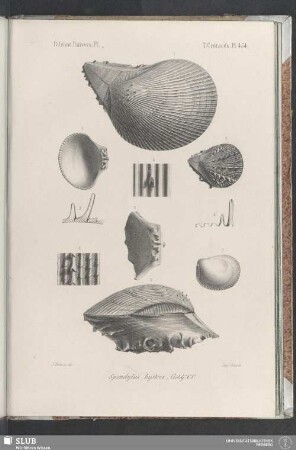 Pl. 454