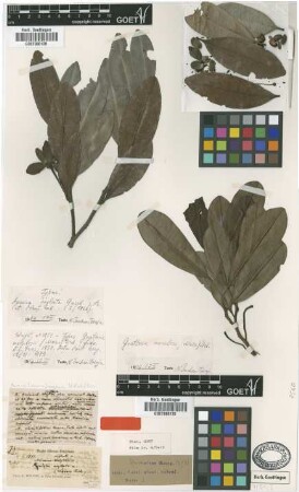 Asimina neglecta Griseb. [type]