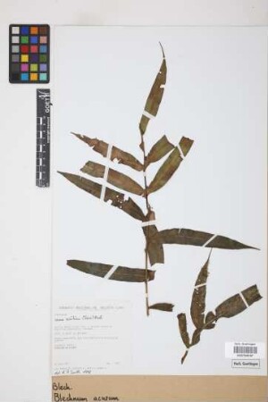 Blechnum acutum (Desv.) Mett.