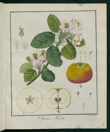 5r, Pyrus Malus