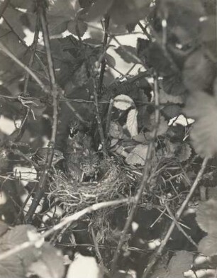 Europa. Bluthänfling (Carduelis cannabina), Weibchen und Männchen fütternd am Nest