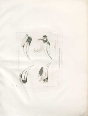 Beaks of the Buceros of Horn-Bull