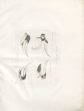 Beaks of the Buceros of Horn-Bull
