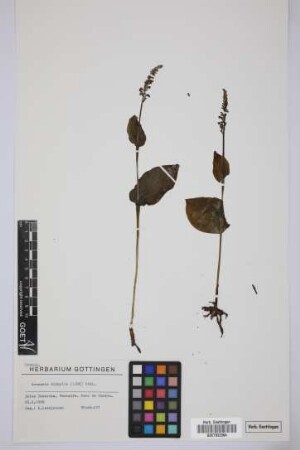 Gennaria diphylla (Link) Parl.