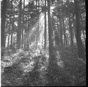 Französ. Kriegerfriedhof am Lingekopf, Vogesen. Sommer 1941