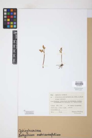 Botrychium matricariifolium (Döll) A.Braun ex W.D.J.Koch