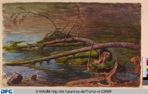 Moosbewachsene Baumstämme im Wasser
