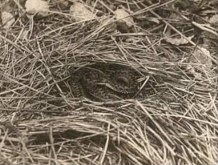 Kreuzotter (Vipera berus) auf Waldstreu ruhend
