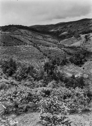 Landwirtschaftliche Anbaufläche : Vermutlich von den Europäern angelegte Anbauflächen in hügeliger Landschaft in Tansania